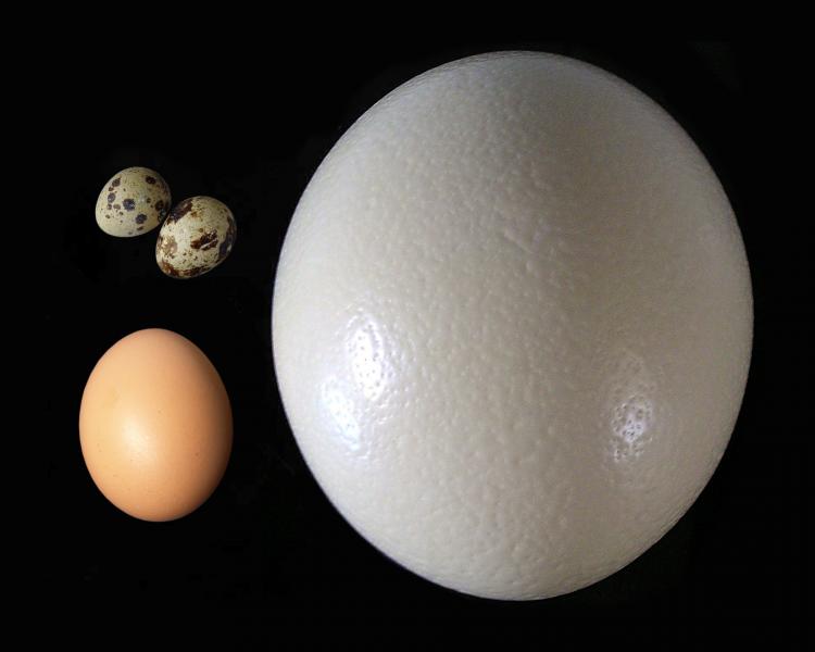 Photo of eggs.